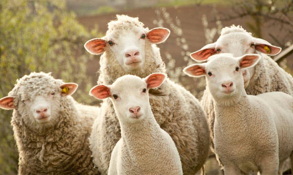 Making money investing sheep