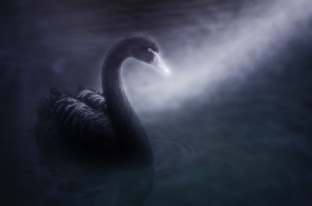 black swan