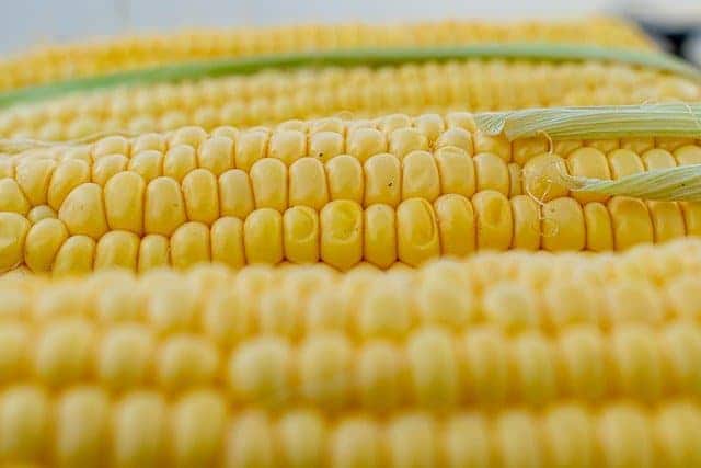 investing in corn